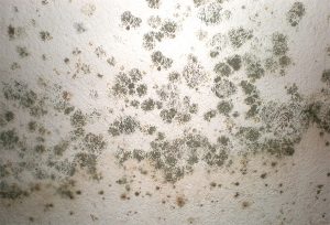How To Prevent Outdoor Mold