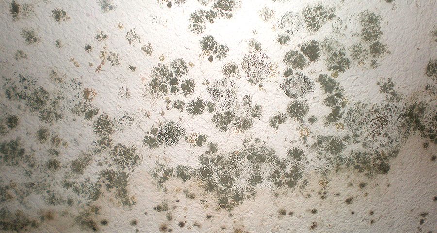 How To Prevent Outdoor Mold